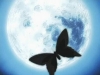 Moonlight Firefly