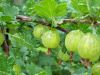 Gooseberry