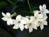 Jasmine Century 