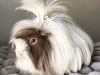 GuineaPiglet