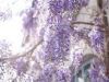 Lilac Lilies