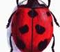 Ladybug34