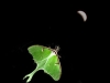 ~ Luna Moth ~