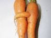 carrotcruncher