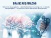 Amazing Brains