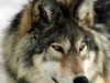Wolf_motaki