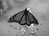 Fracturing_Butterflies