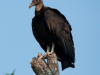 _Vulture