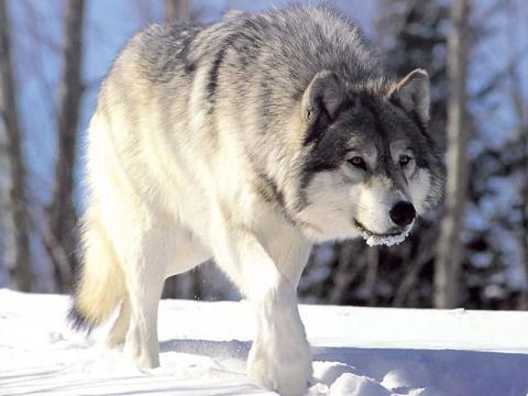 Shaka-Greywolf