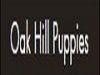 Oak Hill Puppies