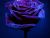 Purpleflower
