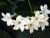 Jasmine Century 