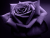 Purple_Roses43