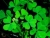 St.Patrick&#2013266066;s Day Poetry Contest