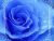 "POEM PROMPT" Blue Rose Cafe Contest!