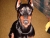 The truth about Dobermans!