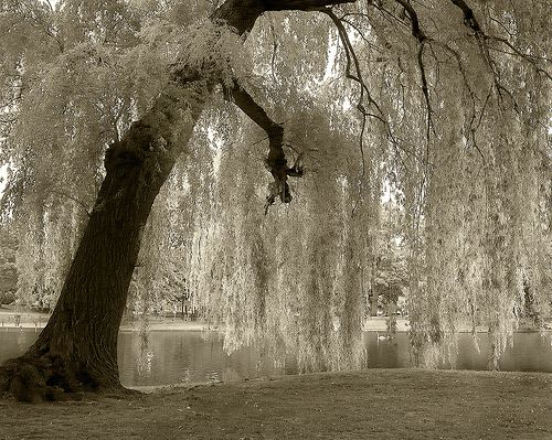I've always loved a willow tree...