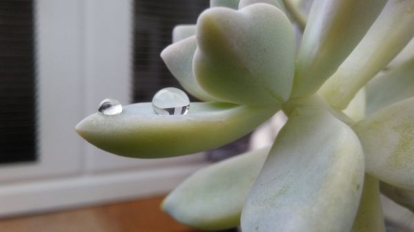 I caught a perfect raindrop, sitting upon the petal of a succulent.