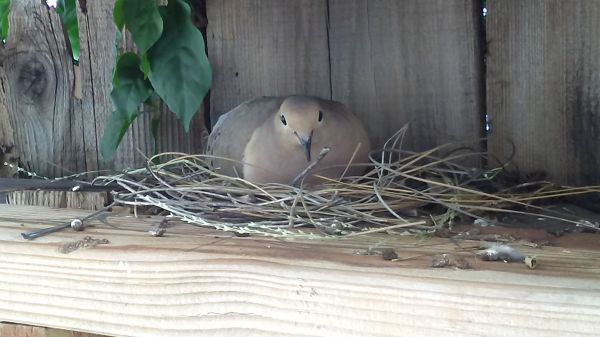 ...my second nesting of doves!