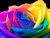 The Rainbow Rose Club