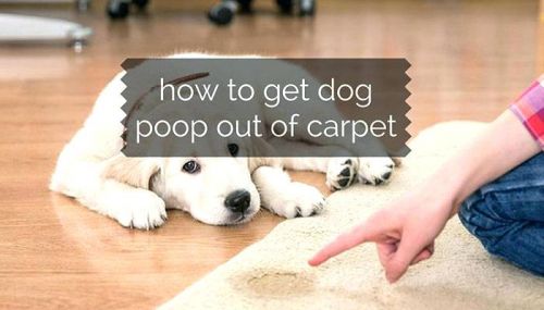 Cleaning Dog Poop Out Of Your Carpet Writerscafe Org The