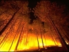 Forest Fire