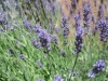 New Mexico Lavender