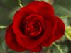 Red roses hurt the most - Chapter 1