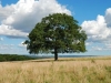 The Old Oak Tree