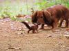 The Dachshund and the Squirrel