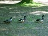 The Troupe of Ducks