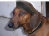 Humiliated Dachshund