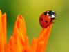 Lady Bug