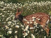 Fawn