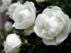 Three white roses 