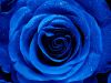 Blue Rose and Raven: Chapter Four