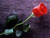 Every Rose (Tanka # 40)