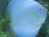 What To Know When Putting Discus Fish For Sale