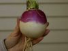 A Turnip