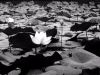 &#30333;&#34030; - Hakuren - White Lotus - Lotus alb - Blanka lotuso