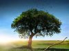 Horticulture (Haiku)