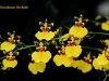 Oncidium - Orchid