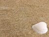 Seashell on the ground 
