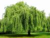 Whispers of the Weeping Willow Tree