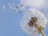 A breezy senryu