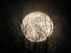 Shepherdess Moon