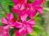  Oleander