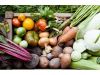 Micronutrients Market Strategy, Segmentation Analysis and Forecast to 2028