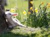Signs of Spring Emerge A Newborn Lamb