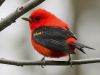 Scarlet Tanager of Brightness and Warmth 
